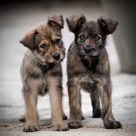photographe mariage Bordeaux